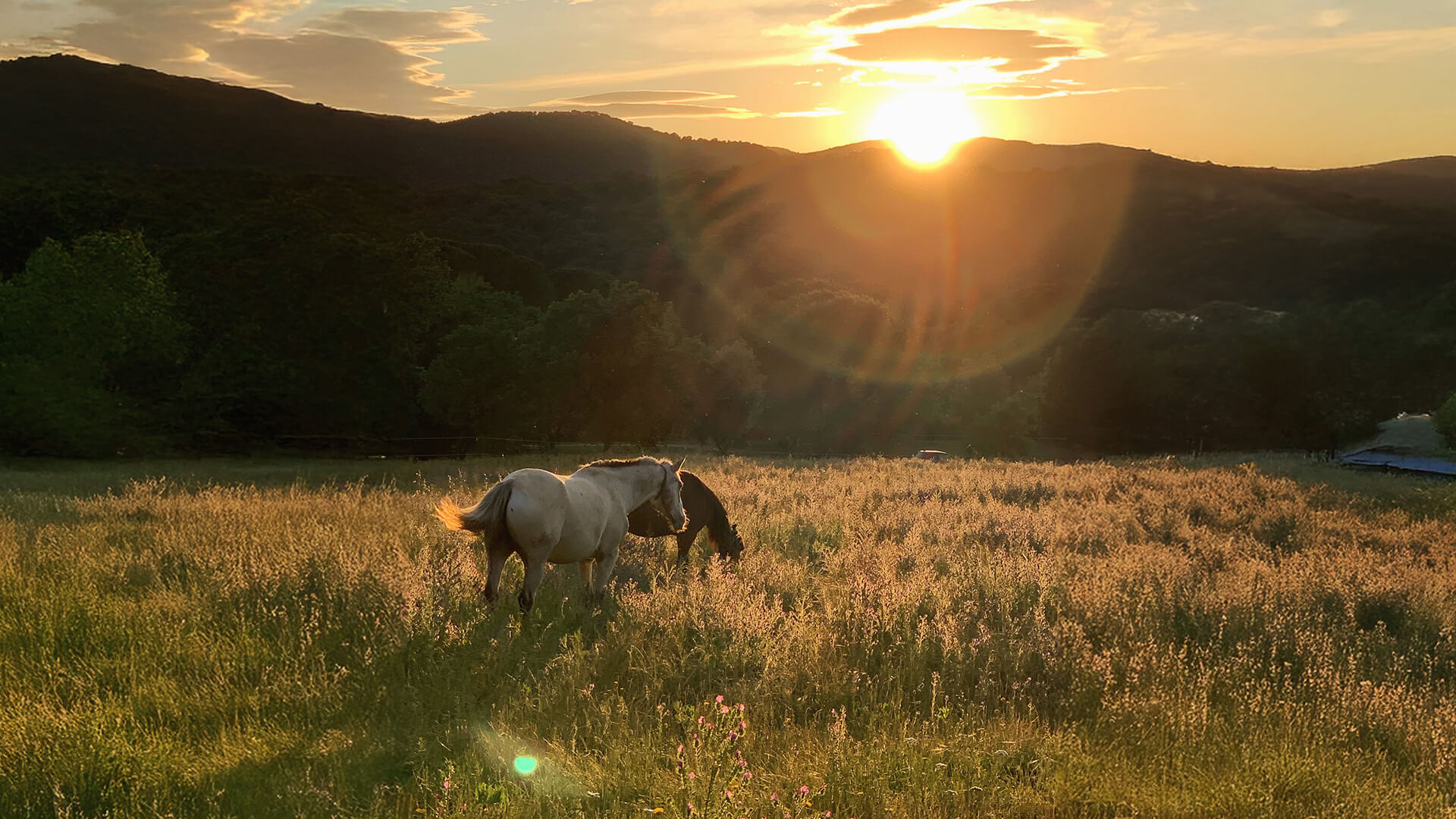 Ranch Landscape